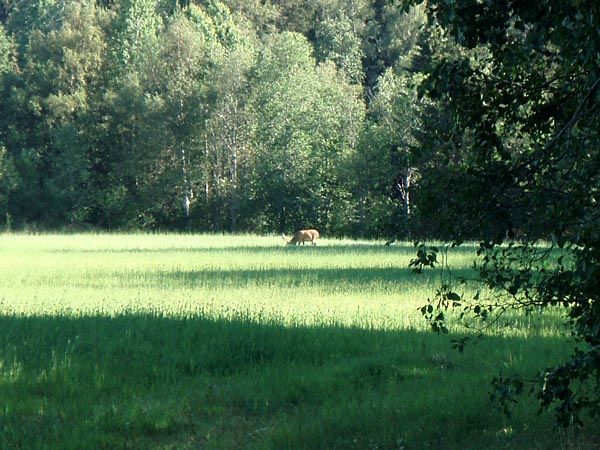 2006081115.jpg (103809 bytes)