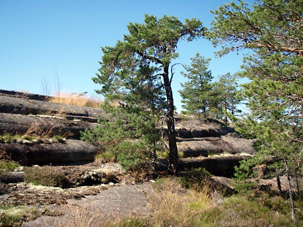 aland090.jpg (137697 bytes)