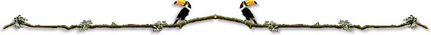 birdline1.jpg (21648 bytes)