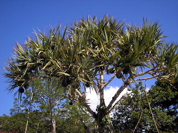 br0020.jpg (132440 bytes)