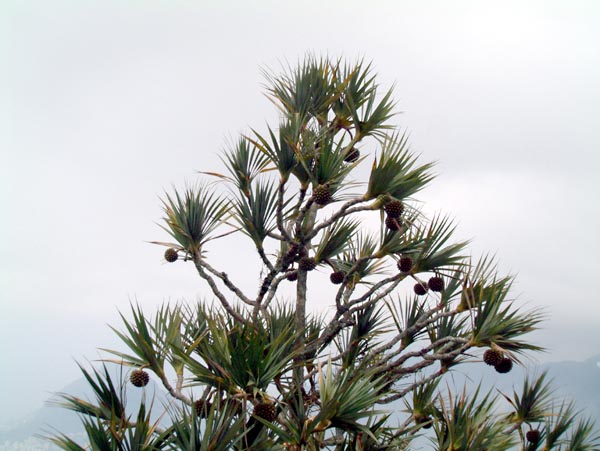 br0545.jpg (77006 bytes)
