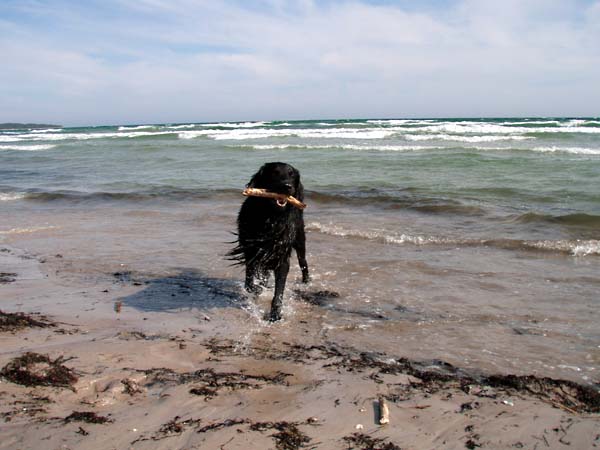 gotland40.jpg (60480 bytes)