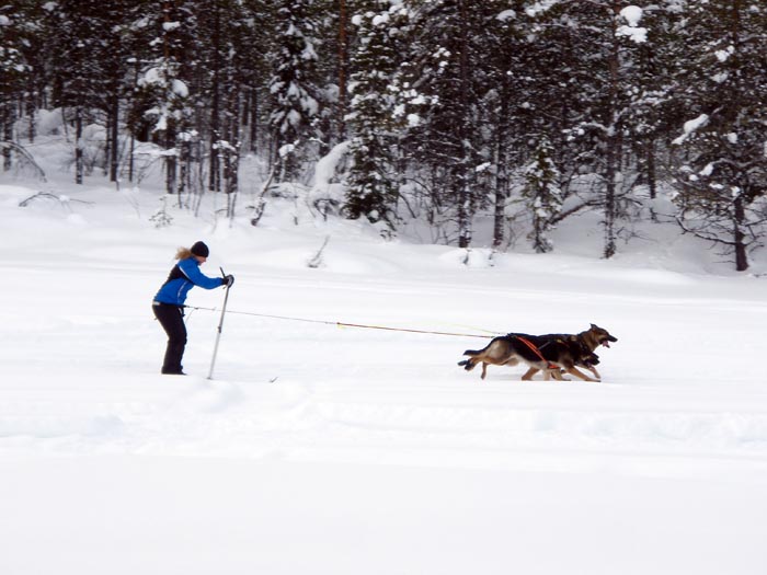 lappland201048.jpg (88860 bytes)