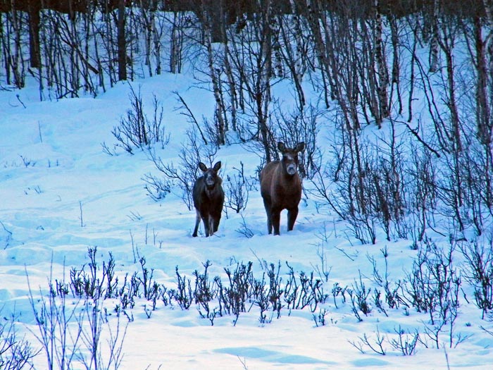 lappland201067.jpg (163487 bytes)